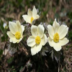 Fruhlings-kuhschelle-Pulsatilla-vernalis