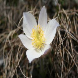 Fruhlings-kuhschelle-Pulsatilla-vernalis2