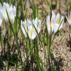 Frulings-Krokus-Crocus-albiflorus-Kit