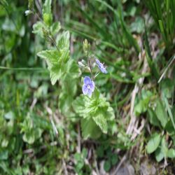 Gamander-Ehrenpreis-Veronica-chamaedrys