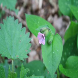 Gefleckte-Lungenkraut-Pulmonaria-officinalis