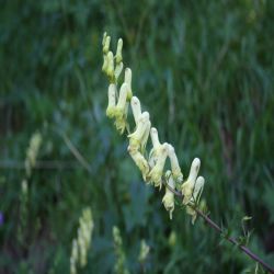 Gelber-Eisenhut-aconitum-Lycoctonum