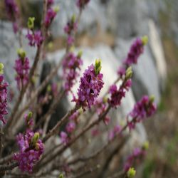 Gemeiner-Seidelbast-Daphne-mezereum