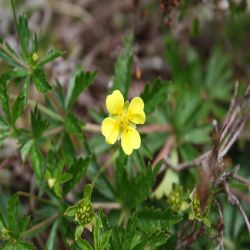 Gemeiner-Tormentill-Blutwurz-Potentilla-erecta