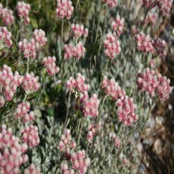 Gemeines-Katzenpfotchen-Antennaria-Dioica