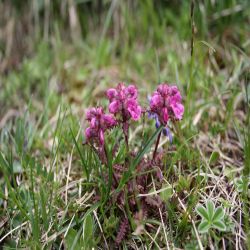 Geschnabeltes-Lausekraut--Pedicularis-rostrato-capitata