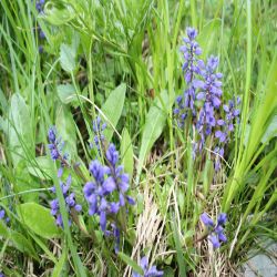 Gewohnliche-Kreuzblume-Polygala-Vulgaris