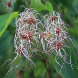 Gewohnliche-Waldrebe-Clematis-vitalba