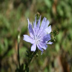 Gewohnliche-Wegwarte-Cichorium-intybus