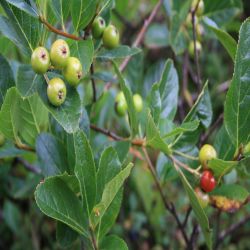 Gewohnliche-Zwergmispel-Cotoneaster-integerrimus