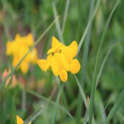 Gewohnlicher-Hornklee-Lotus-corniculatus