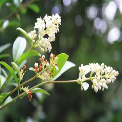 Gewohnlicher-Liguster-Oleaceae