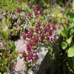 Gewohnlicher-Thymian-Thymus-Pulegioides