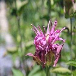 Goldmelisse-Indianernessel-Monarda-didyma