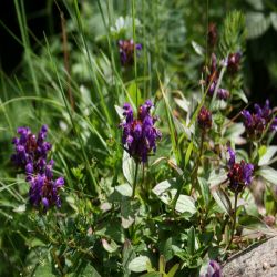 Grossblutige-Brunelle-Prunella-grandiflora