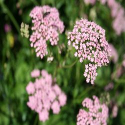 Grosse-Bibernelle-Pimpinella-Major