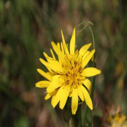 Grosser-Bocksbart-Tragopogon-dubius