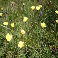 Habichtskraut-Weissliches-Hieracium-intybaceum