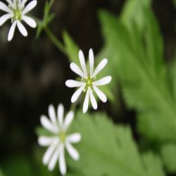 Hein-Sternmiere-Stellaria-nemorum