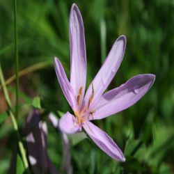 Herbstzeitlose-Colchicum-autumnale