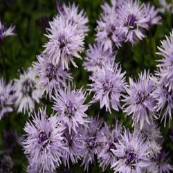 Herzblattrige-Kugelblume-Globularia-cordifolia