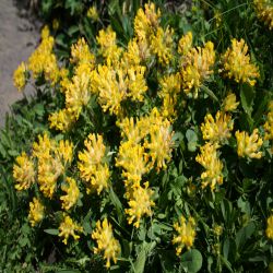 Hornklee-Lotus-corniculatus