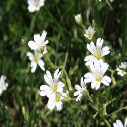 Hornkraut-Einblutiges-Cerastium-uniflorum