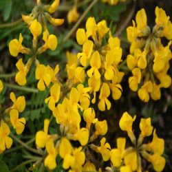 Hufeisenklee-Hippocrepis-comosa