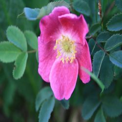 Hunds-Rose-Rosa-canina