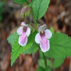 Immenblatt-Waldmelisse-Melittis-Melissophyllum2