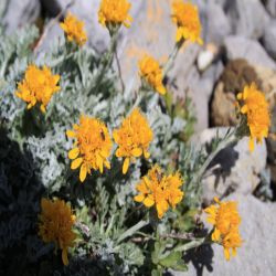 Insubrisches-Greiskraut-Senecio-incanus