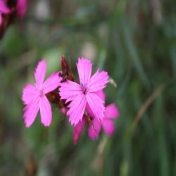 Karthauser-Nelke-Dianthus-carthusianorum