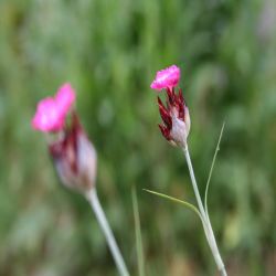 Karthauser-Nelke-Dianthus-carthusianorum2