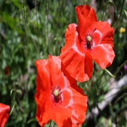 Klatsch-Mohn-Papaver-rhoeas