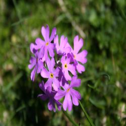 Klebrige-Primel-Primula-glutinosa