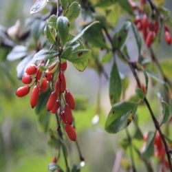 Kornelkirsche-Cornus-mas