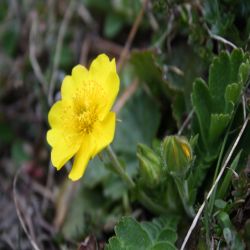 Kriechende-Nelkenwurz-Geum-reptans