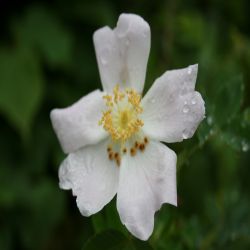 Kriechende-Rose-Rosa-arvensis