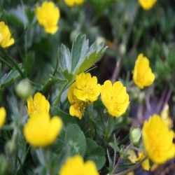 Kriechender-Hahnenfuss-Ranunculus-repens