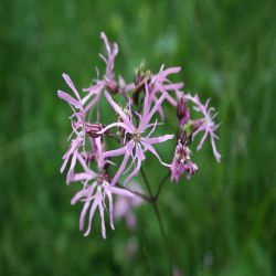 Kuckucks-Lichtnelke-Lychnis-flos-cuculi