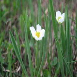 Kupfers-Hahnenfuss-Ranunculus-kuepferi