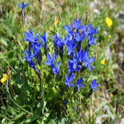 Kurzblattriger-Enzian-Gentiana-brachyphylla