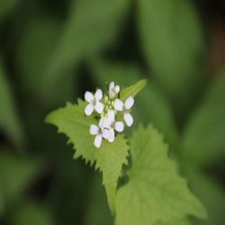 Lauchkraut_Lauchhedeich_Alliaria_petiolata