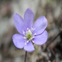 Leberblumchen-Hepatica-nobilis