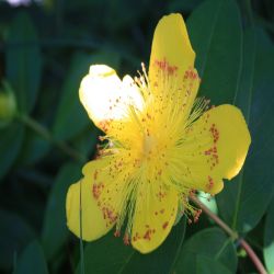 Liegendes-Johanniskraut-Hypericum-humifusum