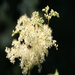 Madesuss-Filipendula-ulmaria-Moerasspirea