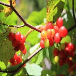 Mehlbeere-Sorbus-torminalis