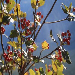 Mehlberee-Sorbus-aria-Crantz