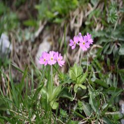 Mehlprimel-Primula-farinosa