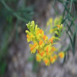 Mittlerer-Wasserschlauch-Utricularia-intermedia-Hayne